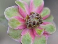 Good two tone single pink with green petaloid stamens